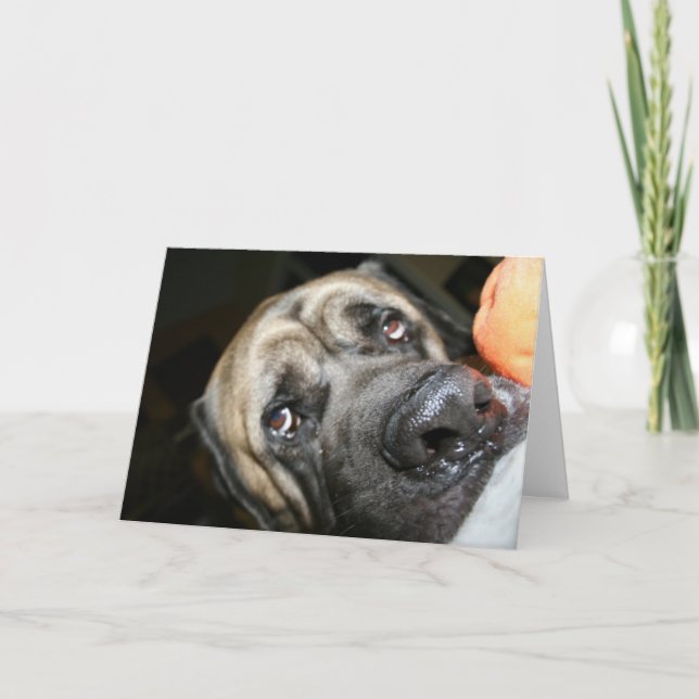 Purebred English Mastiff Photo Card (Front)