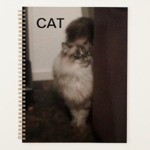 Purebred Ragdoll cat up against a chair. Planner