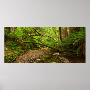 Purisima Creek Redwoods, California Poster