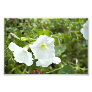 Purity in Bright Photo Print