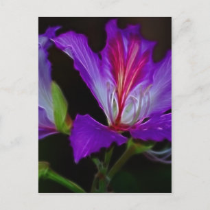 Purity Postcard