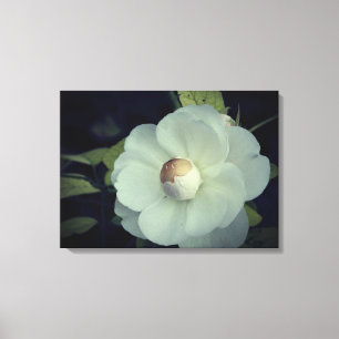 Purity , White Flower  Canvas Print