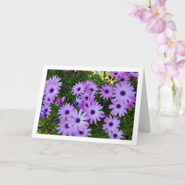 Purple African Daisies Card (Orchid)