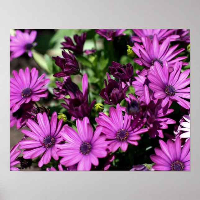 Purple African Daisies Flower Poster (Front)