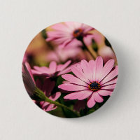 Purple African Daisy