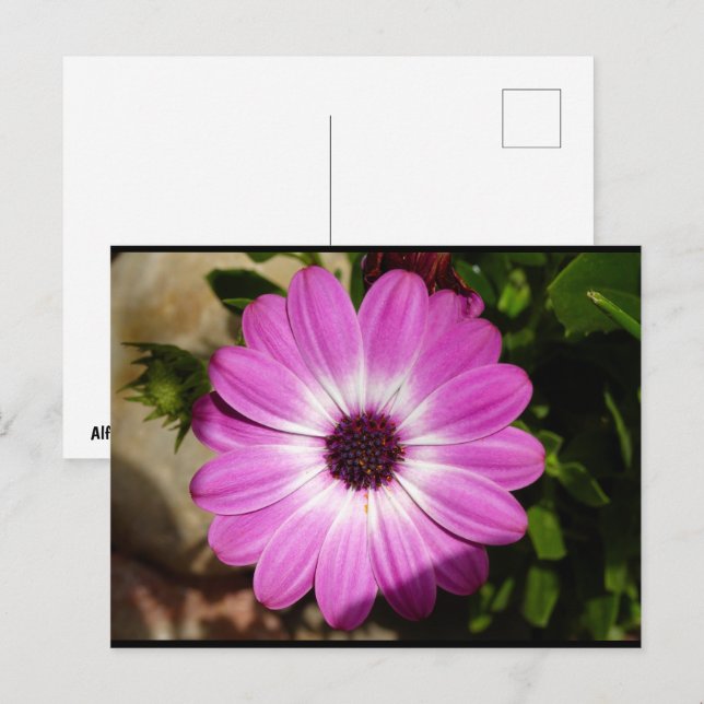 Purple African Daisy Flower Postcard (Front/Back)