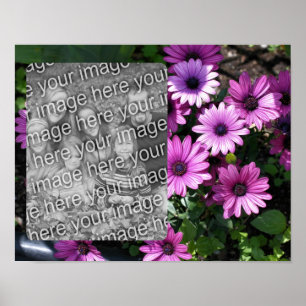 Purple African Daisy Flowers Frame Add Your Photo Poster