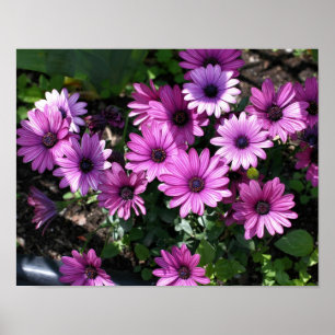 Purple African Daisy Flowers Poster