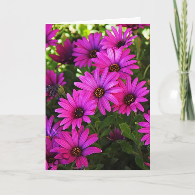 Purple African Daisy Holiday Card (Front)