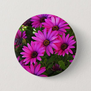 Purple African Daisy Photograph 6 Cm Round Badge