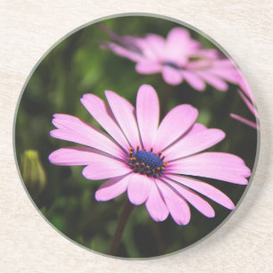 Purple African Daisy Photograph Coaster