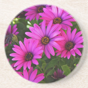 Purple African Daisy Photograph Coaster