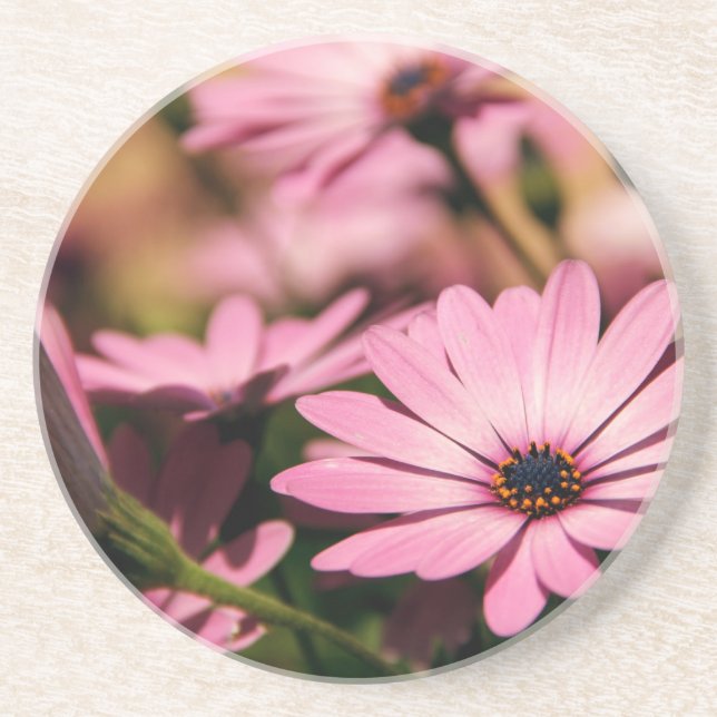 Purple African Daisy Photograph Coaster (Front)