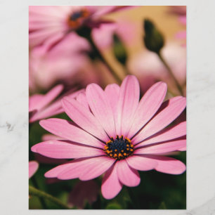 Purple African Daisy Photograph Flyer