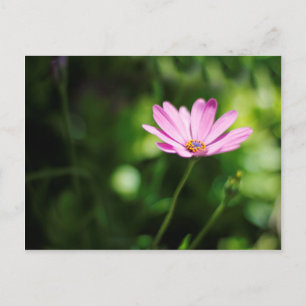 Purple African Daisy Photograph Postcard