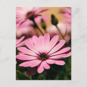 Purple African Daisy Postcard