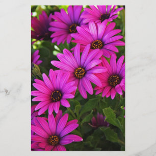 Purple African Daisy Stationery