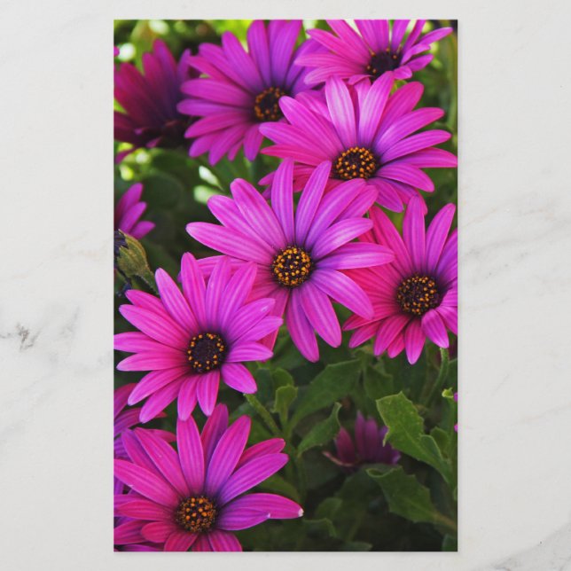 Purple African Daisy Stationery (Front)