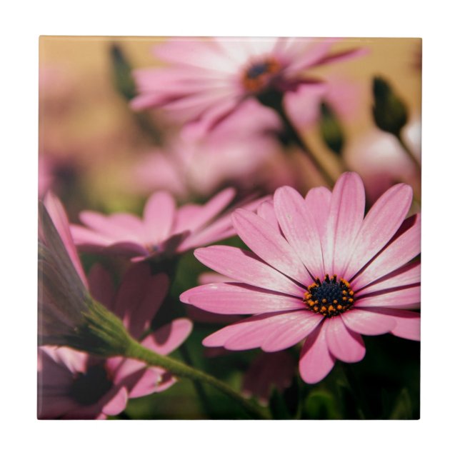 Purple African Daisy Tile (Front)
