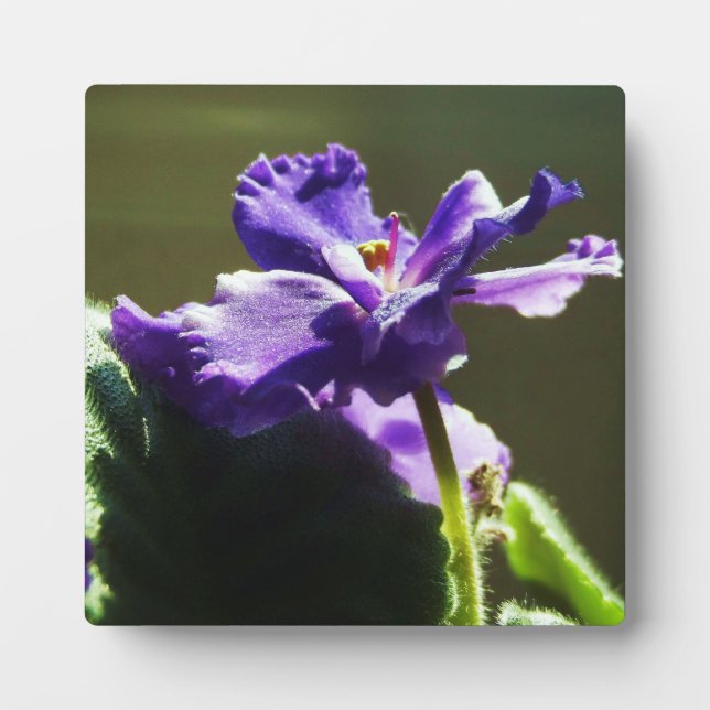 Purple African Violet ~ 5.25 x 5.25 with Easel Plaque (Front)