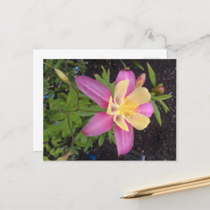 Purple Alaskan Flower  Postcard