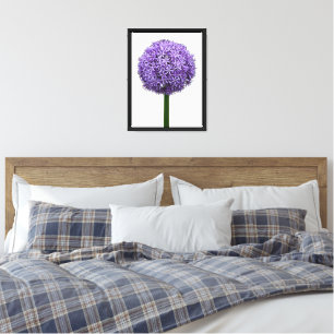 Purple Allium Bloom on White Background Canvas Print