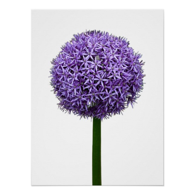 Purple Allium Bloom on White Background Poster (Front)