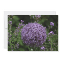 purple allium flower - Flat Greeting Card