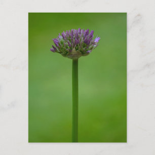 Purple Allium Flower Postcard