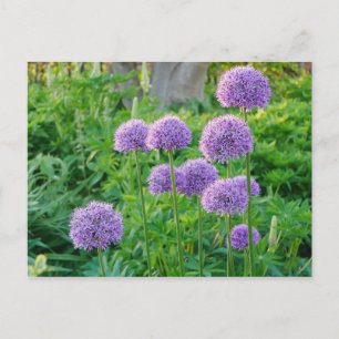 Purple Allium Flowers Postcard