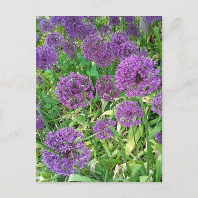 Purple Alliums Garden Flower Postcard (Front)