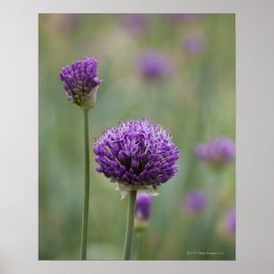Purple Alliums with natural diffused background Poster