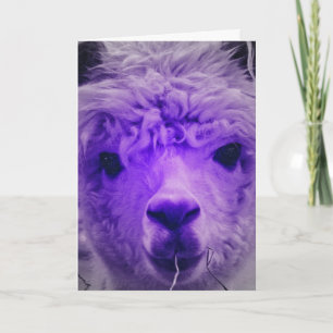 Purple Alpaca, Birthday Card