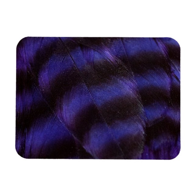 Purple and Black Feathers Magnet (Horizontal)