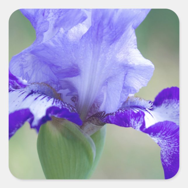 Purple and Blue Tall Bearded Iris Bloom Square Sticker (Front)