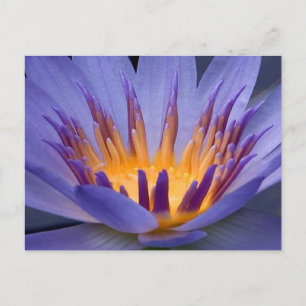 Purple and Gold Flower Postcard