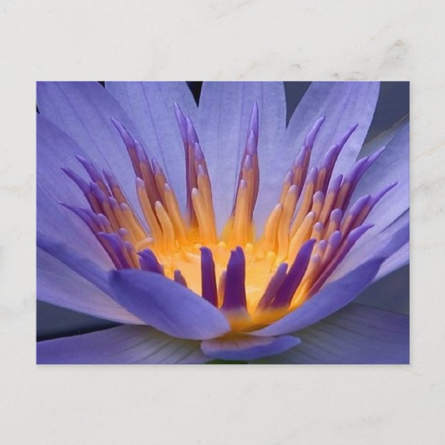 Purple and Gold Flower Postcard (Front)