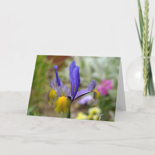 Purple And Gold Iris (blank) Greeting Card