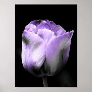 Purple and grayscale Tulip Poster