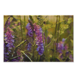 Purple and green Arctic lupine Photo Print