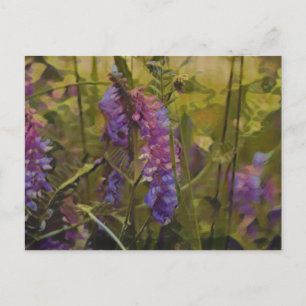 Purple and green Arctic lupine Postcard
