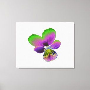 Purple and Green Pansy Canvas Print