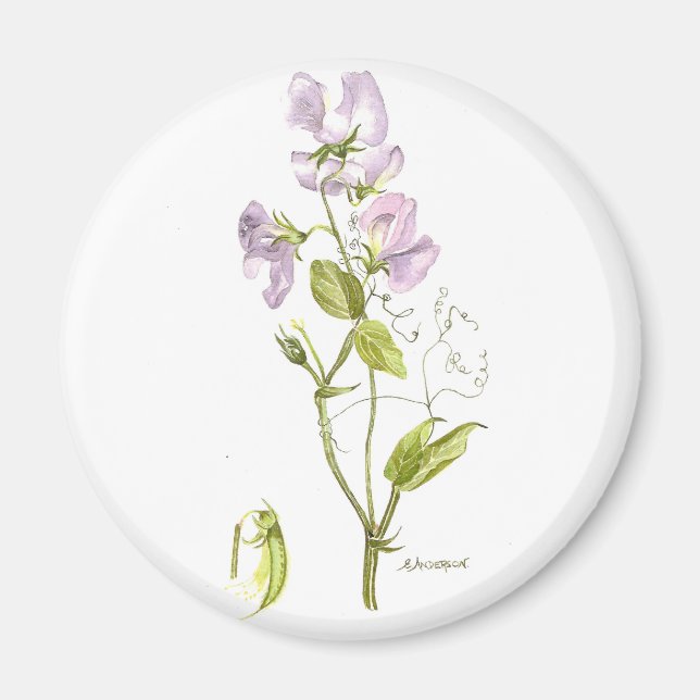 Purple and green sweet pea magnet (Front)