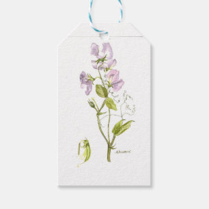 Purple and green sweet pea watercolor gift tags
