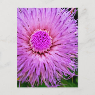 Purple and Pink Flower Postcard