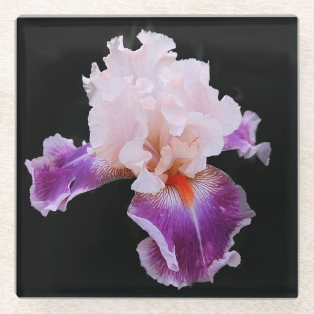 Purple and Pink Iris Glass Coaster (Front)