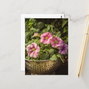 Purple and Pink Petunias Postcard