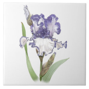 Purple and White Bearded Iris Flower Botanical Art Tile