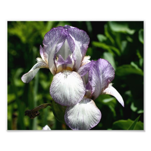 Purple And White Bearded Iris Flower Pair 8x10 Photo Print (Front)