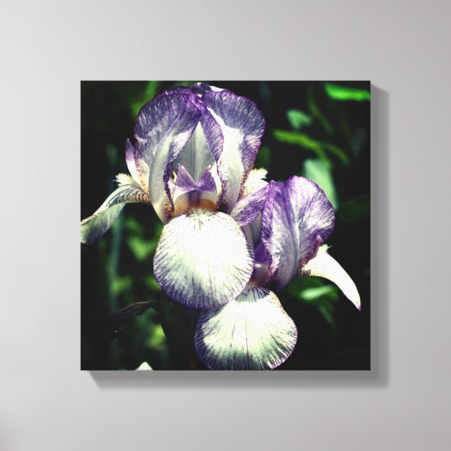 Purple And White Bearded Iris Flower Pair  Canvas Print (Front)